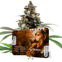 Do-Si-Dos Auto | Graines de cannabis par Azarius