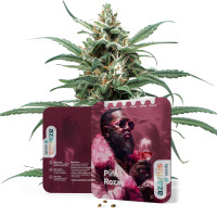 Graines de cannabis féminisées Pink Rozay d'Azarius
