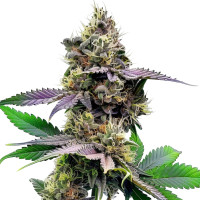 Watermelon Gelato | Graine de cannabis d'Azarius