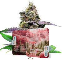 Watermelon Gelato | Graine de cannabis d'Azarius
