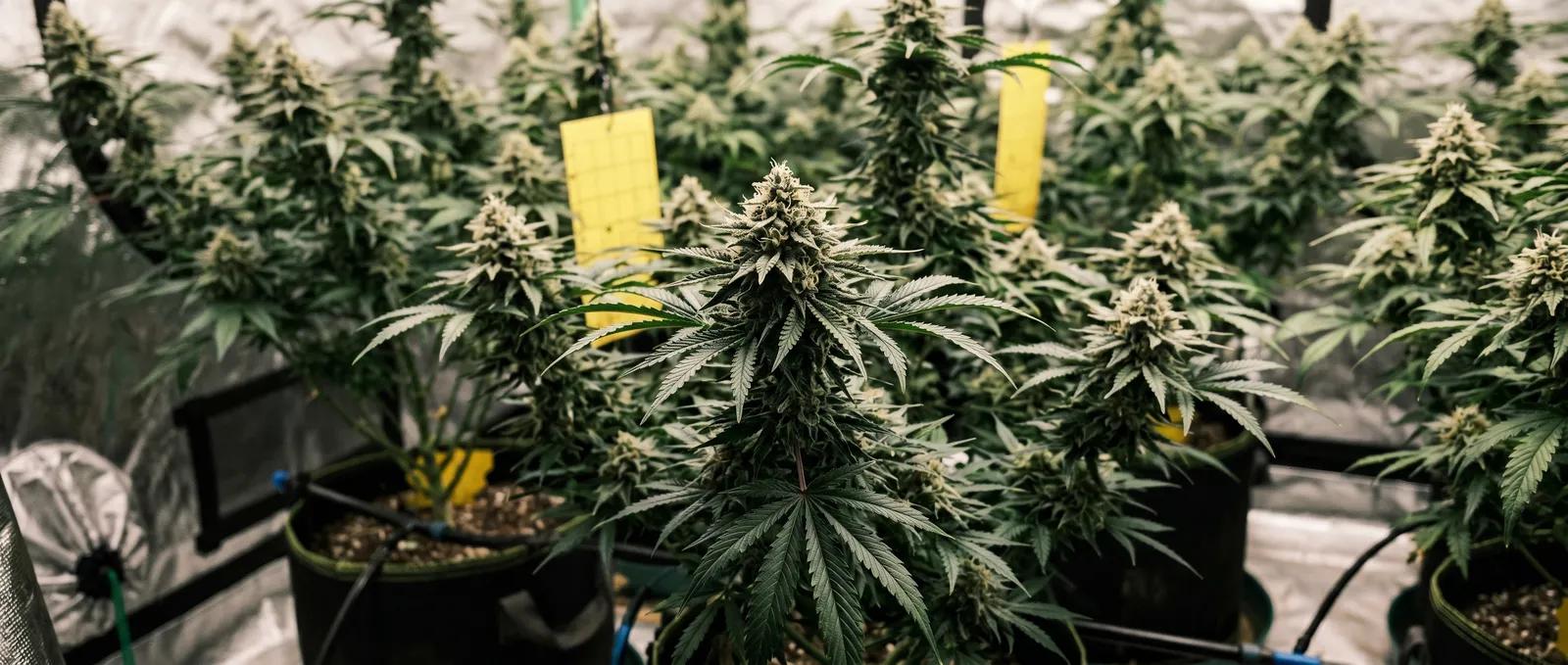 AZARIUS · Why nutrients are rarely the answer to how to increase bud weight