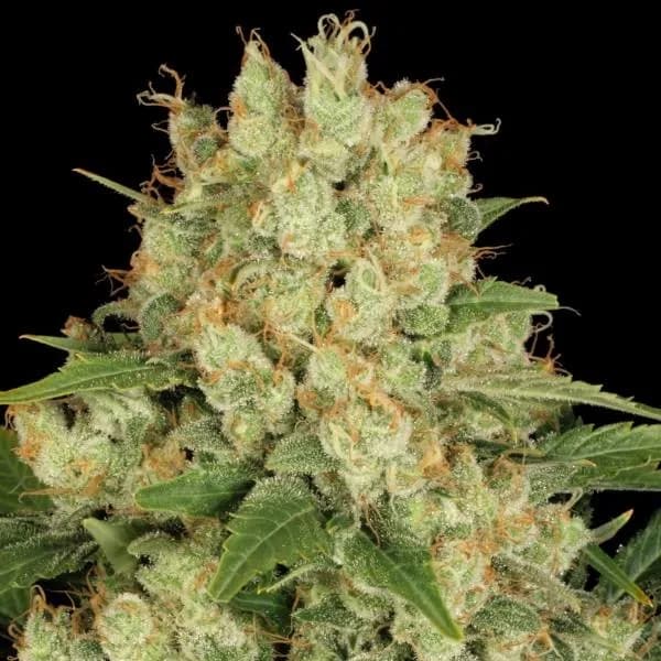 AK-47