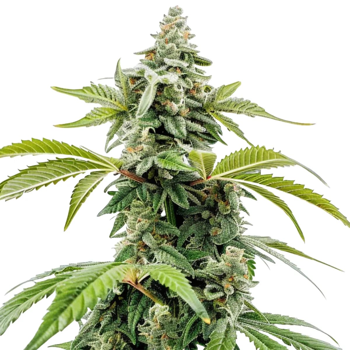 Apple Fritter