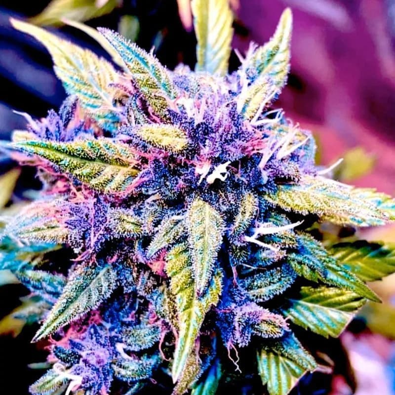Blackberry Nuggets