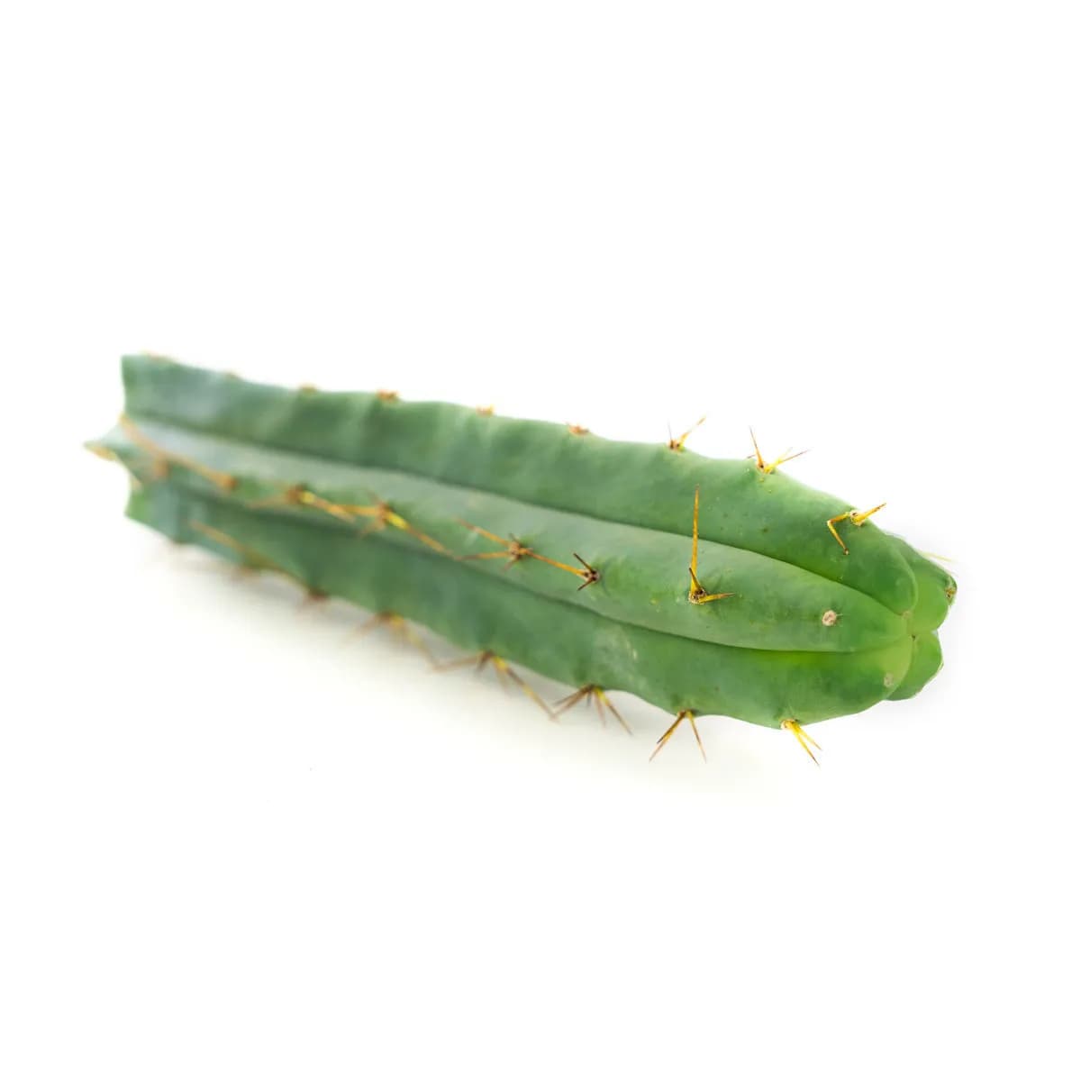 Cactus Torche bolivienne