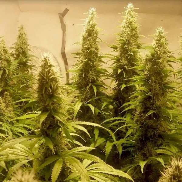 Cali Dream