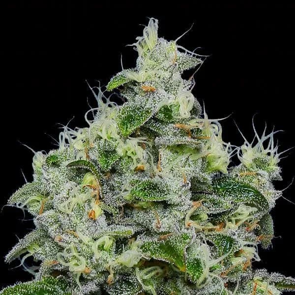 Dankberry