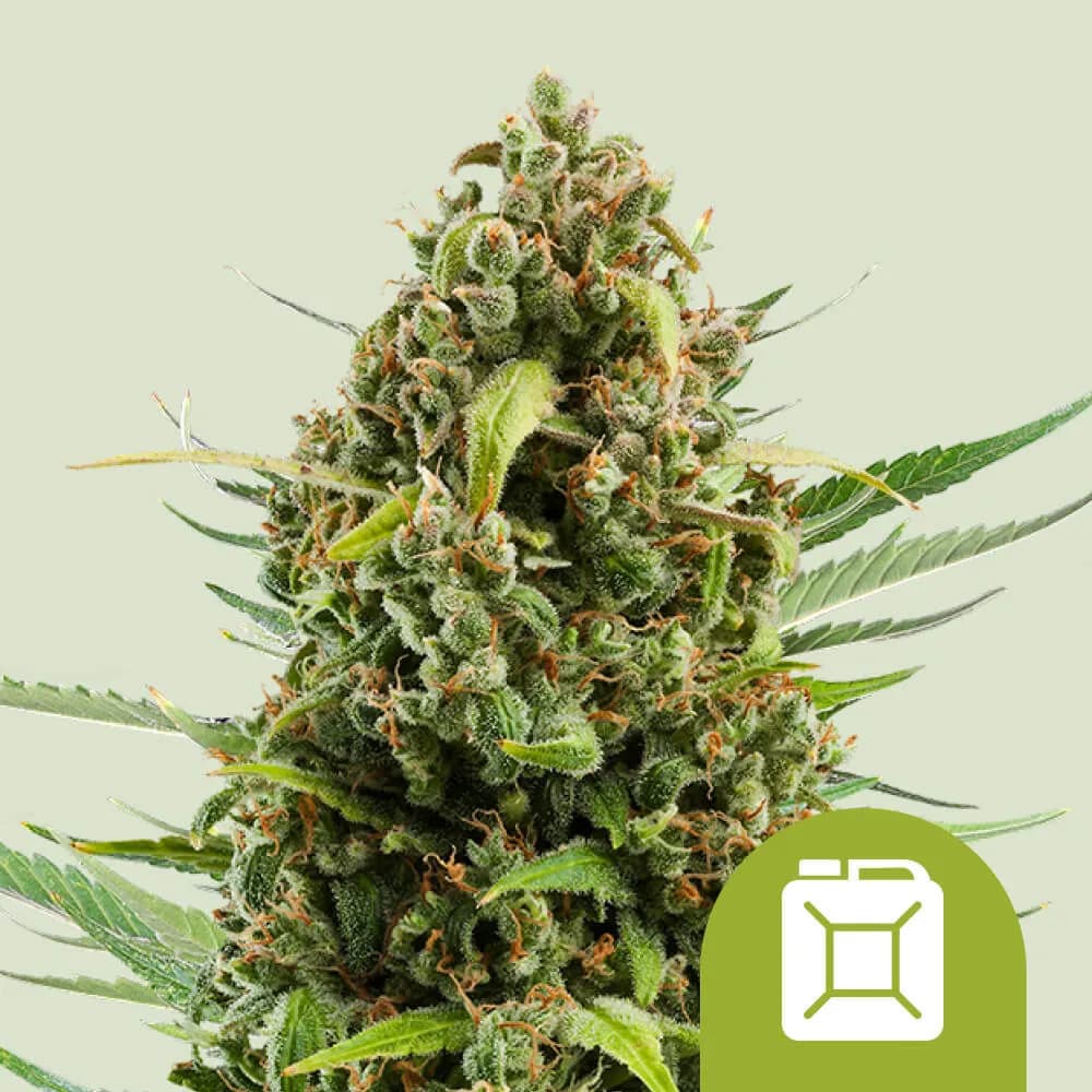 Diesel Autoflower