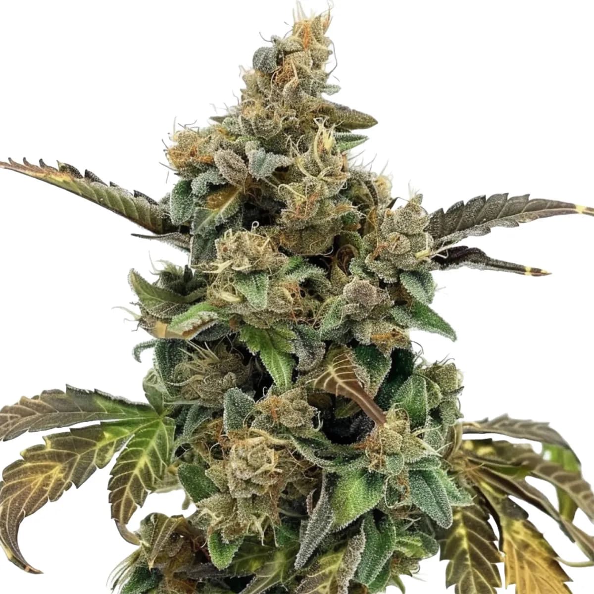 Kush Mints