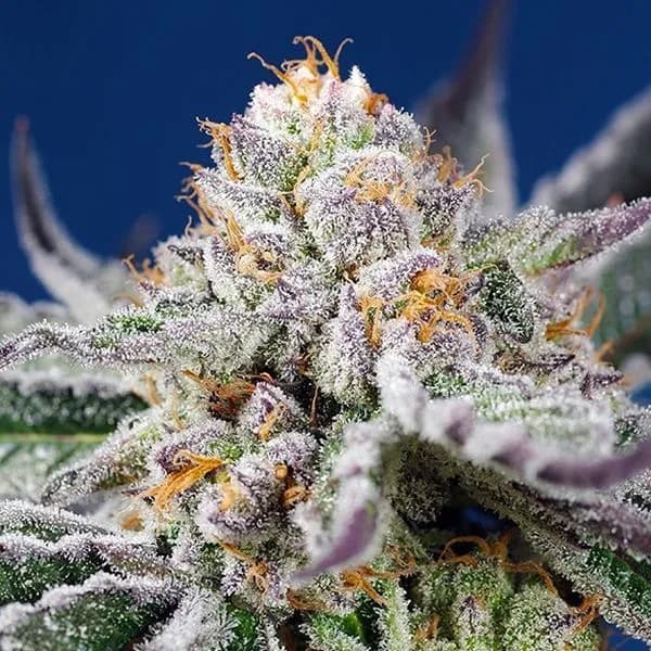 Orange Apricot Glue XL