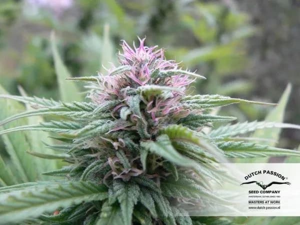 Orange Bud