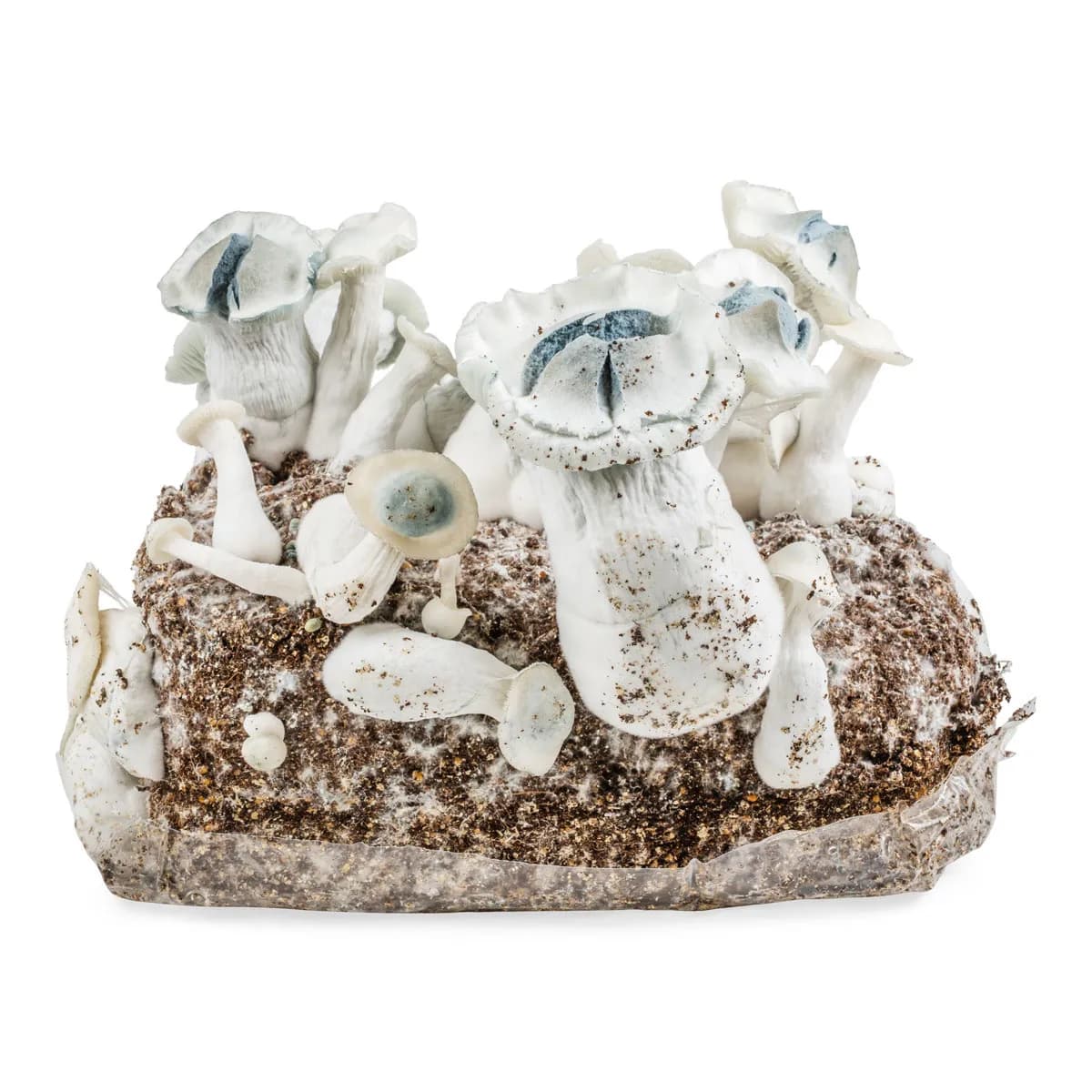Sac Ready-2-Grow 'APE'