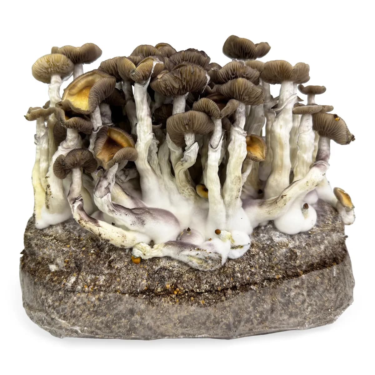 Sac Ready-2-Grow 'Golden Teacher'