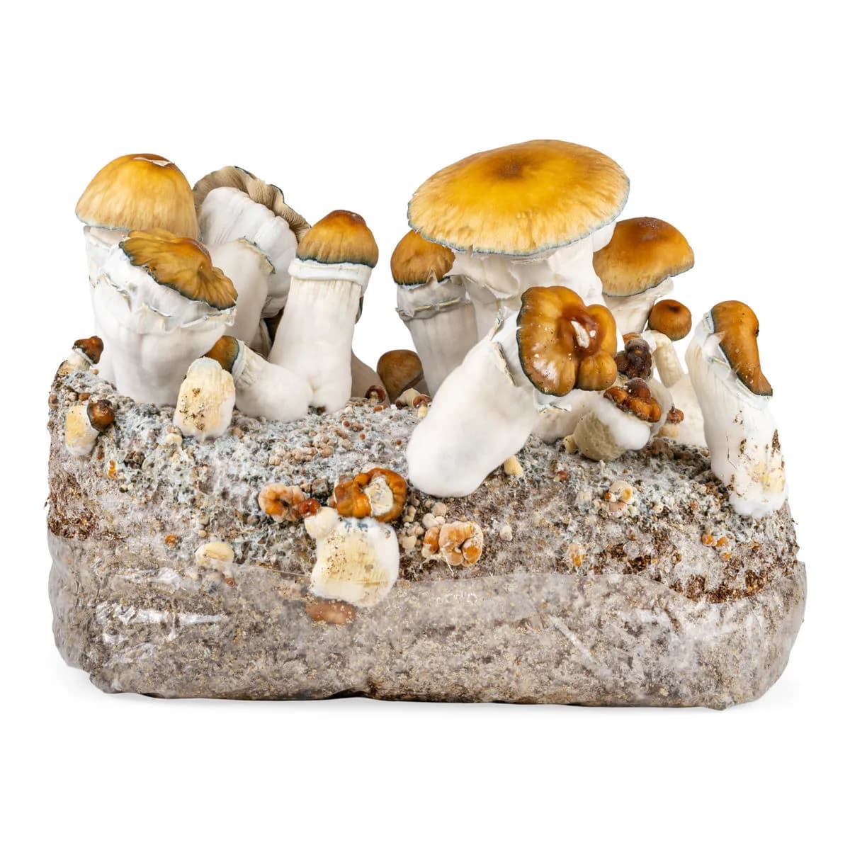 Sac Ready-2-Grow 'Hillbilly Pumpkin'