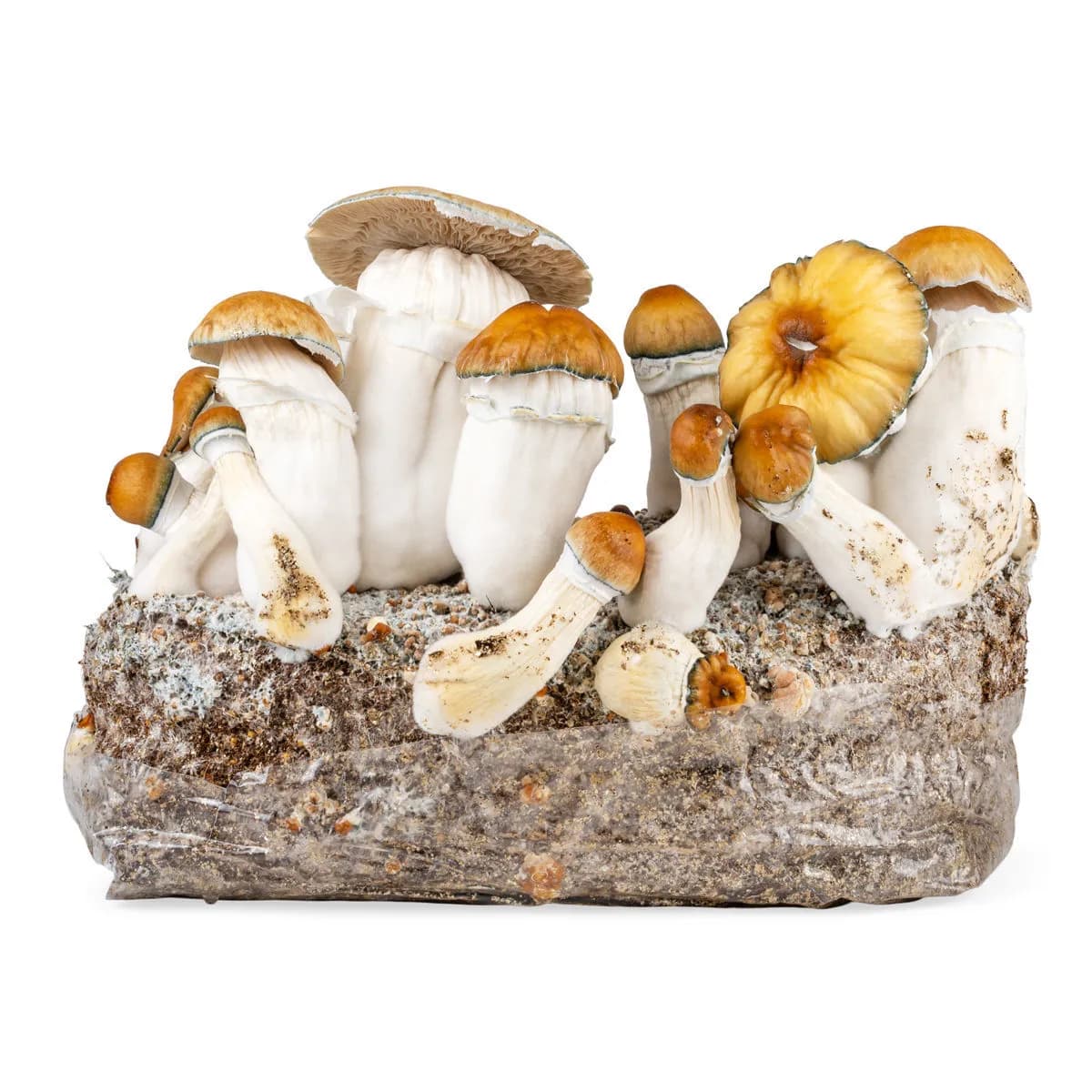 Sac Ready-2-Grow 'Hillbilly Pumpkin'