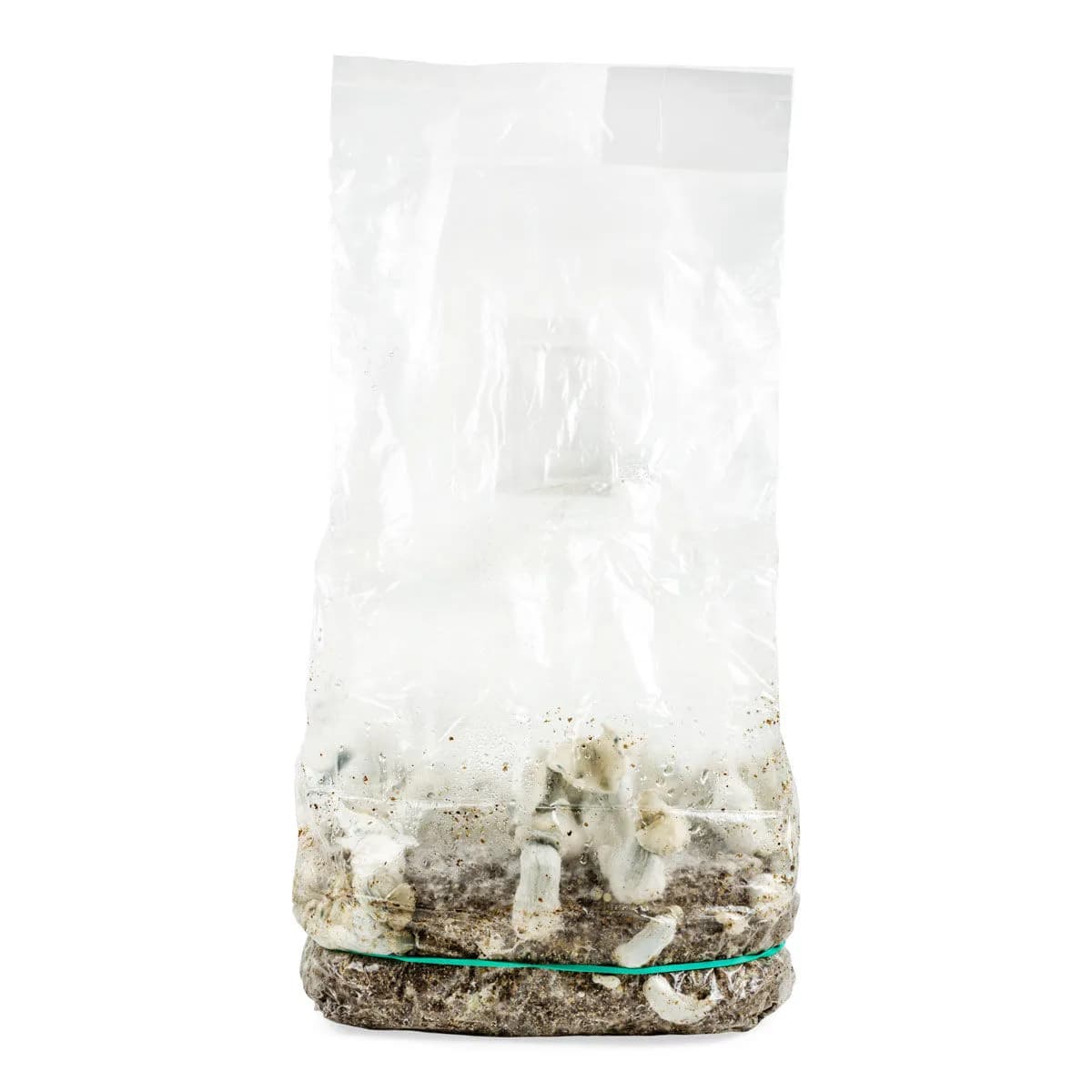 Sac Ready-2-Grow 'Jack Rabbit'