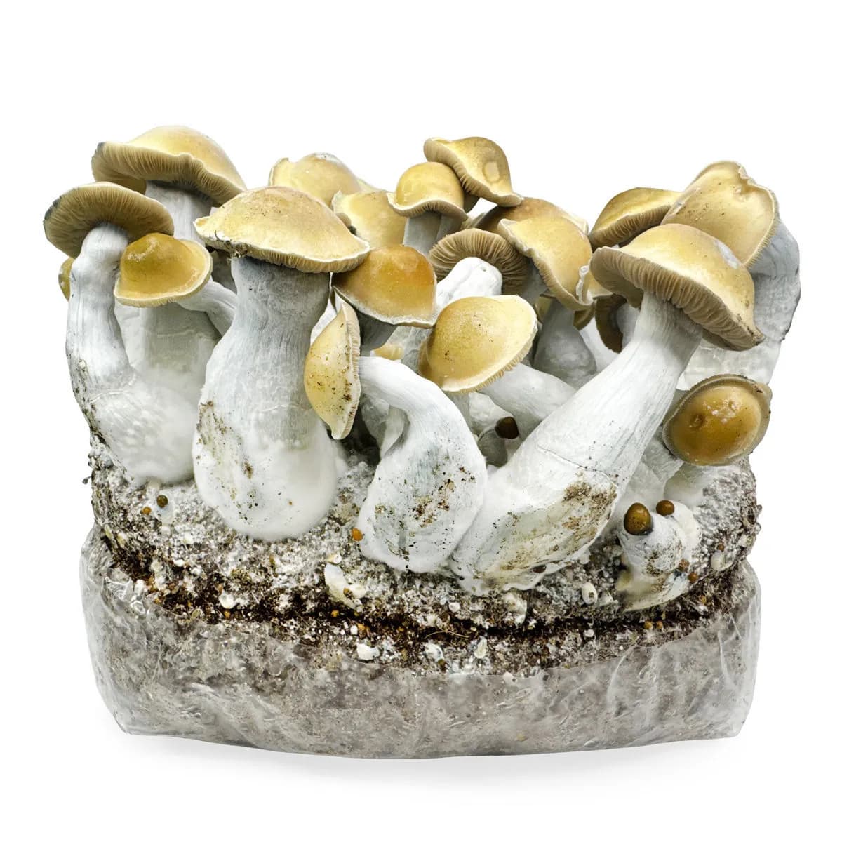 Sac de culture Ready-2-Grow 'Makilla Gorilla'