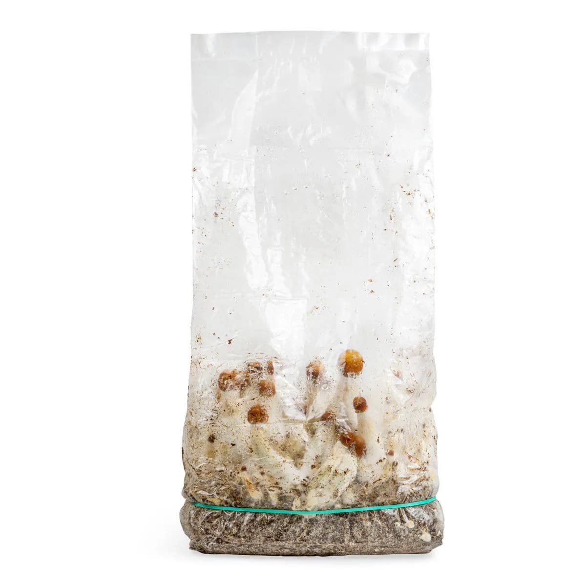 Sac de culture Ready-2-Grow 'MVP'
