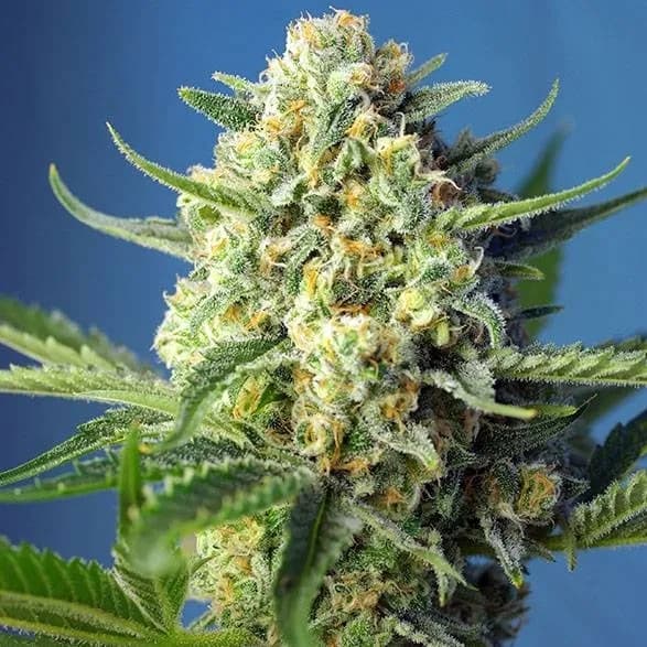 S.A.D. Auto