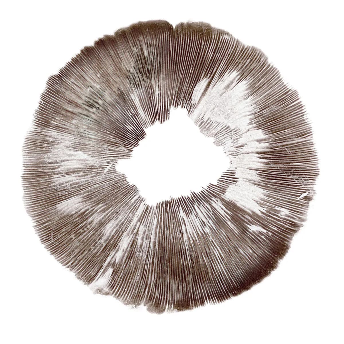 Empreinte de spores Psilocybe cubensis Amazonas