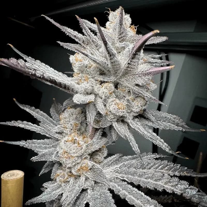 Trich Beast