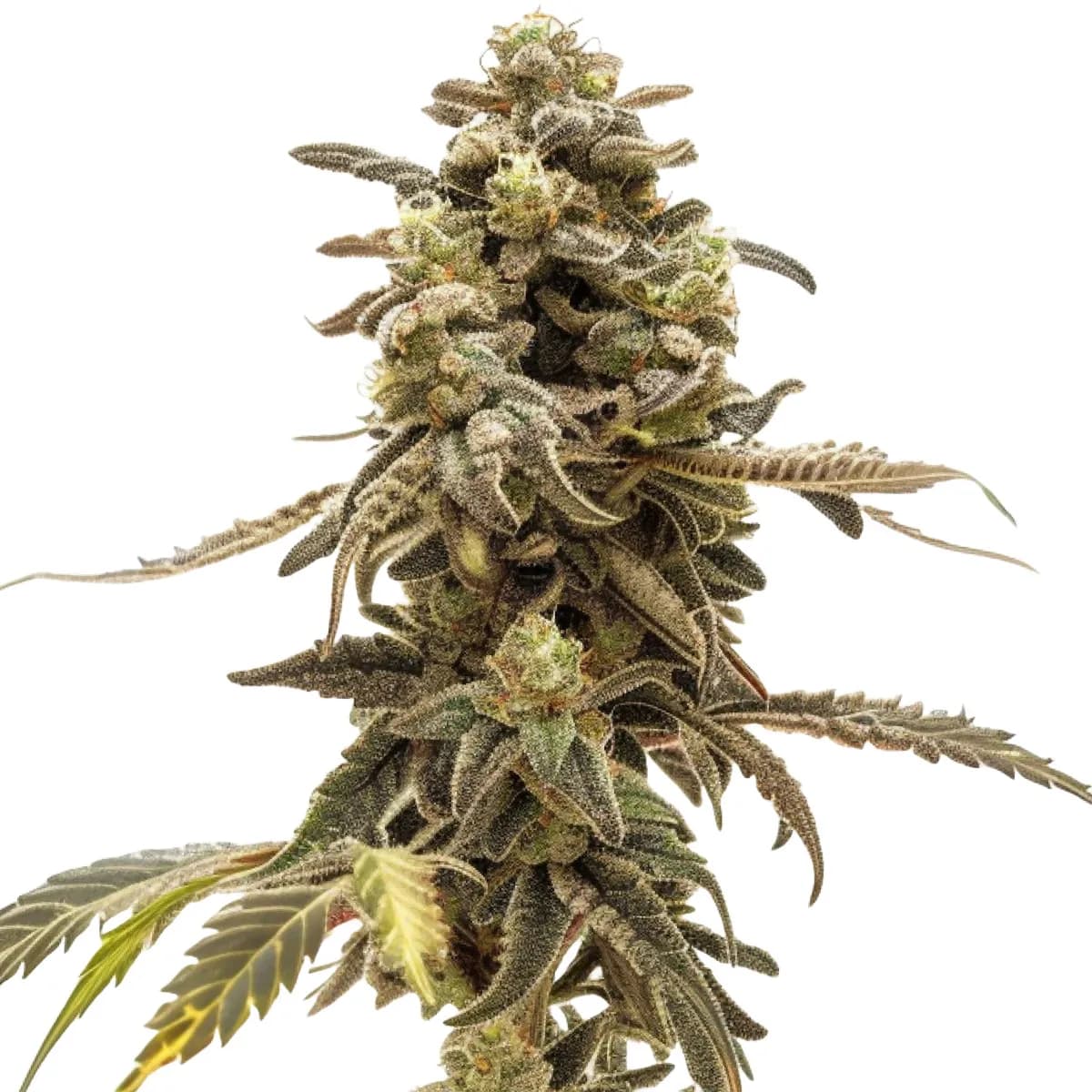 Wedding Cake Auto