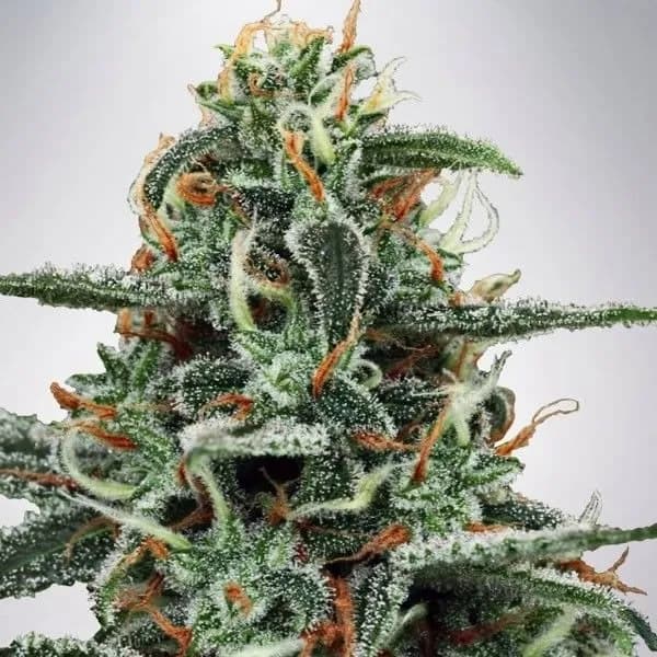 White Widow