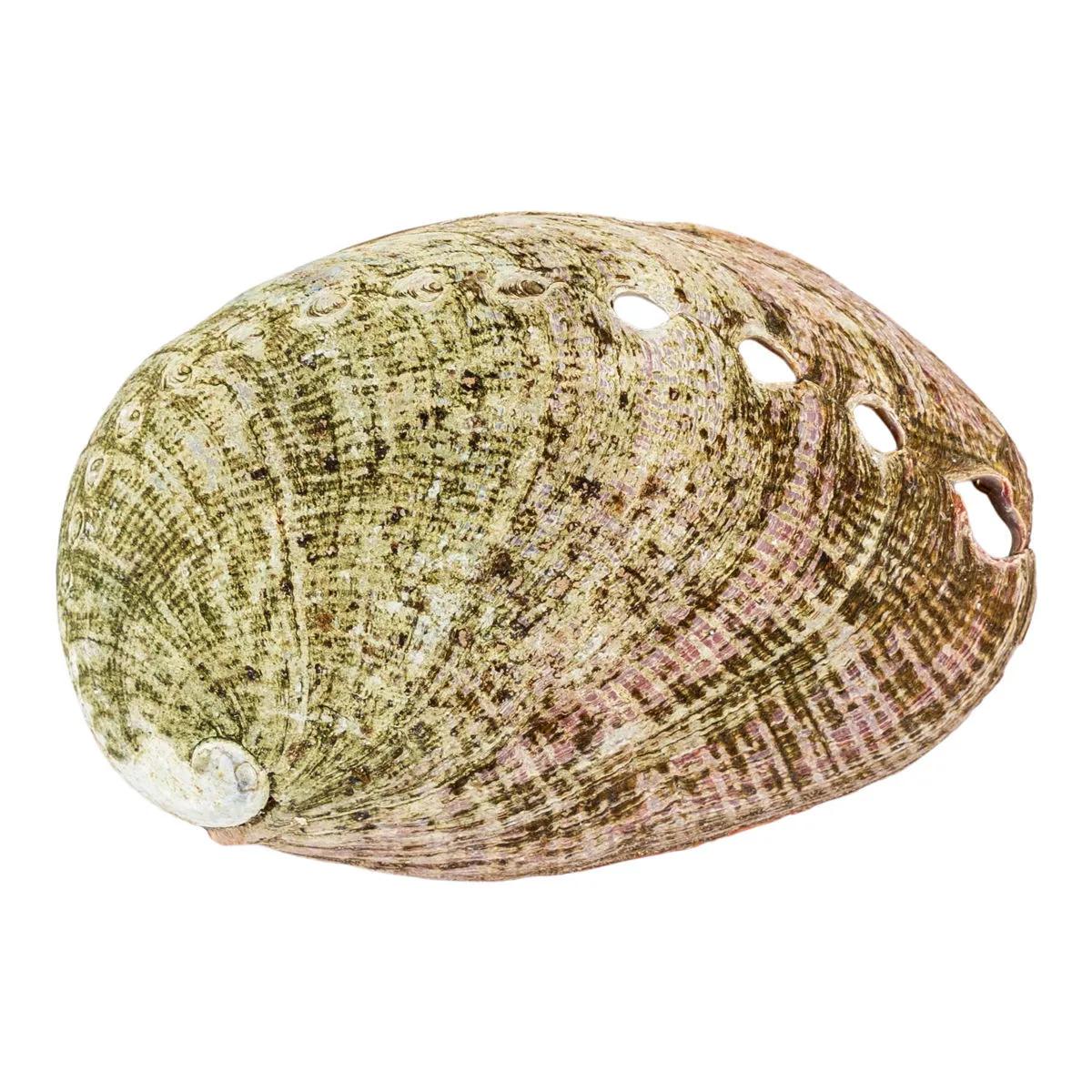 Abalone Shell