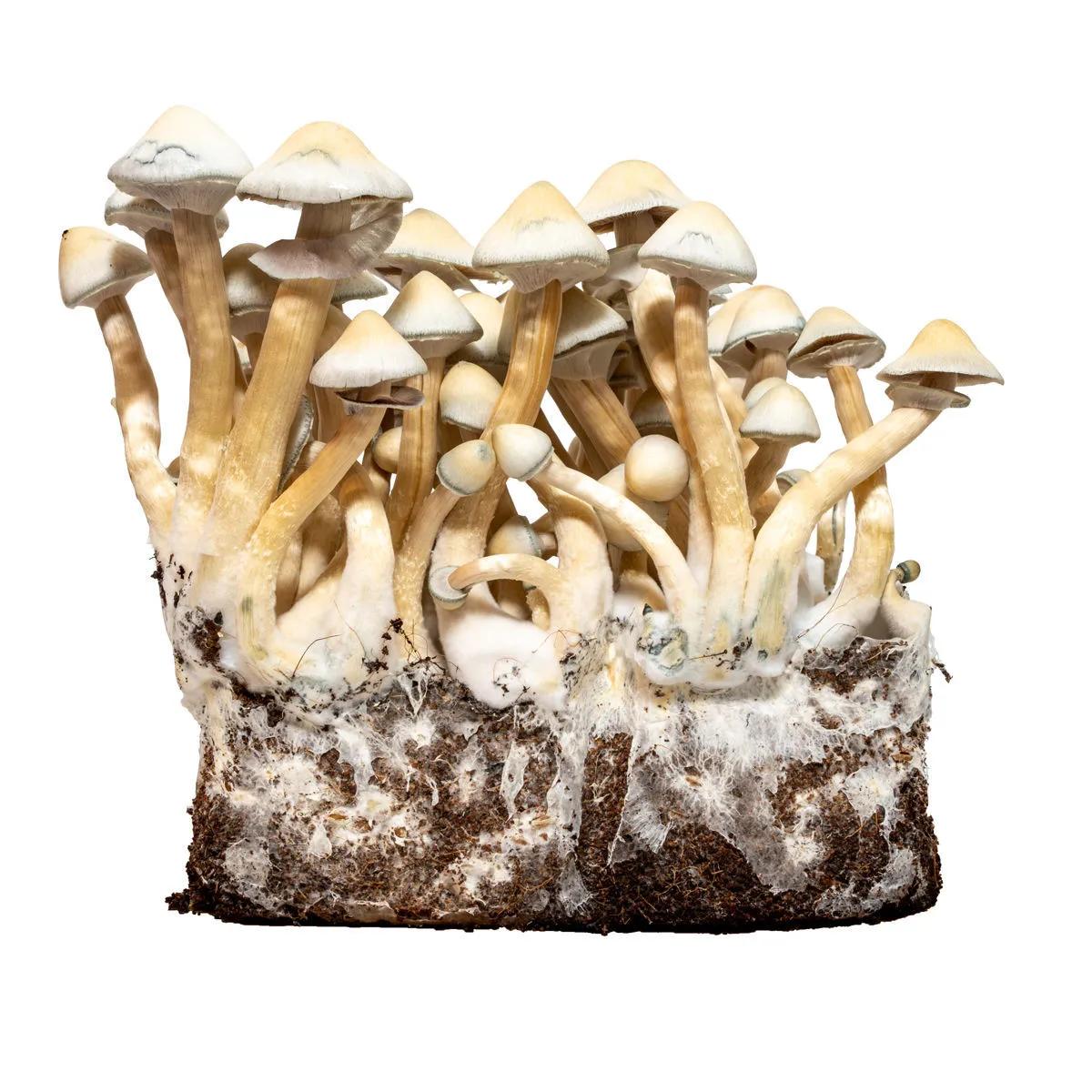 Seringue de culture liquide Albino A+ (Acid Shroomz)