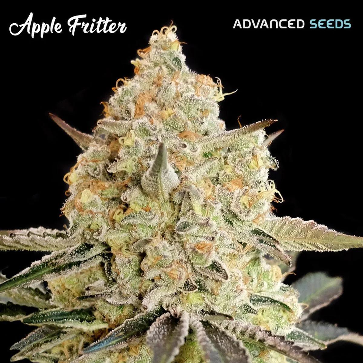 Apple Fritter