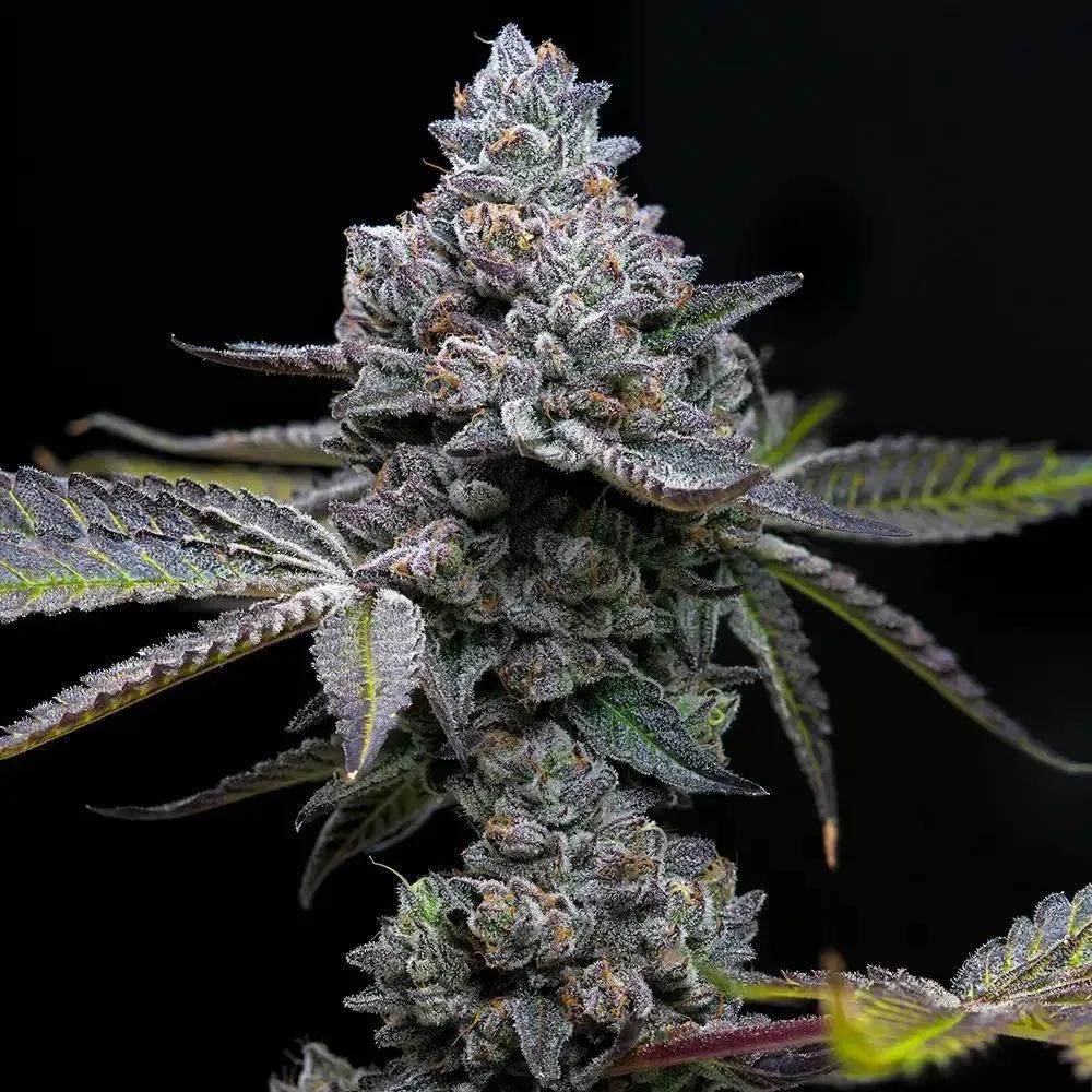 Apple Fritter