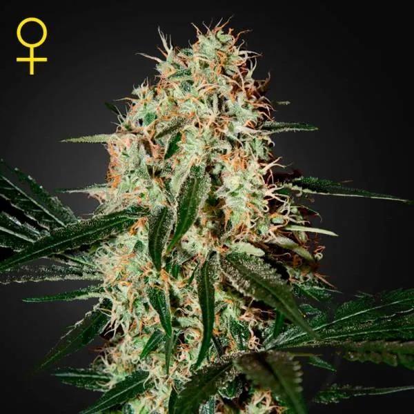 Arjan's Haze 3