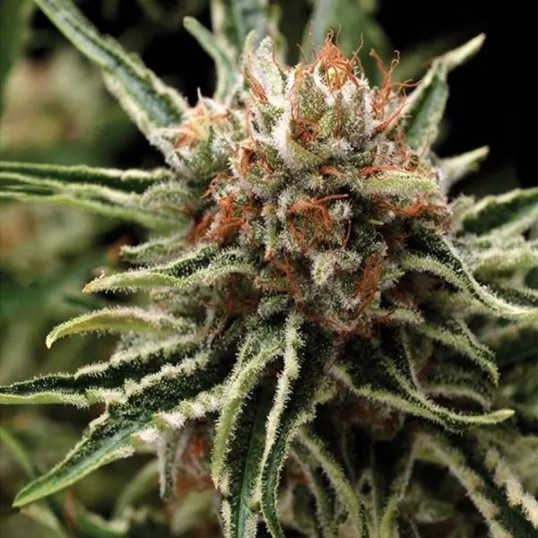 Auto Shark