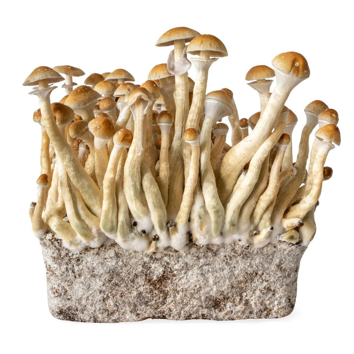 Seringue de culture liquide B+ (Acid Shroomz)