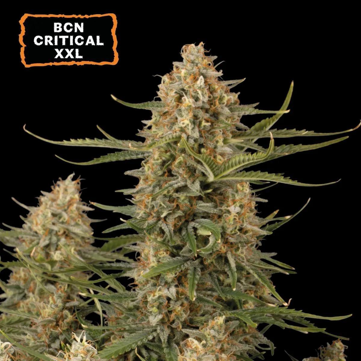BCN Critical XXL (Seedstockers)