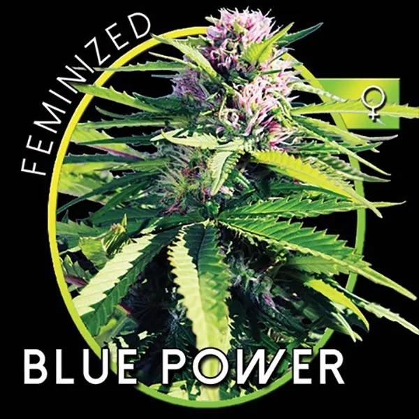 Blue Power