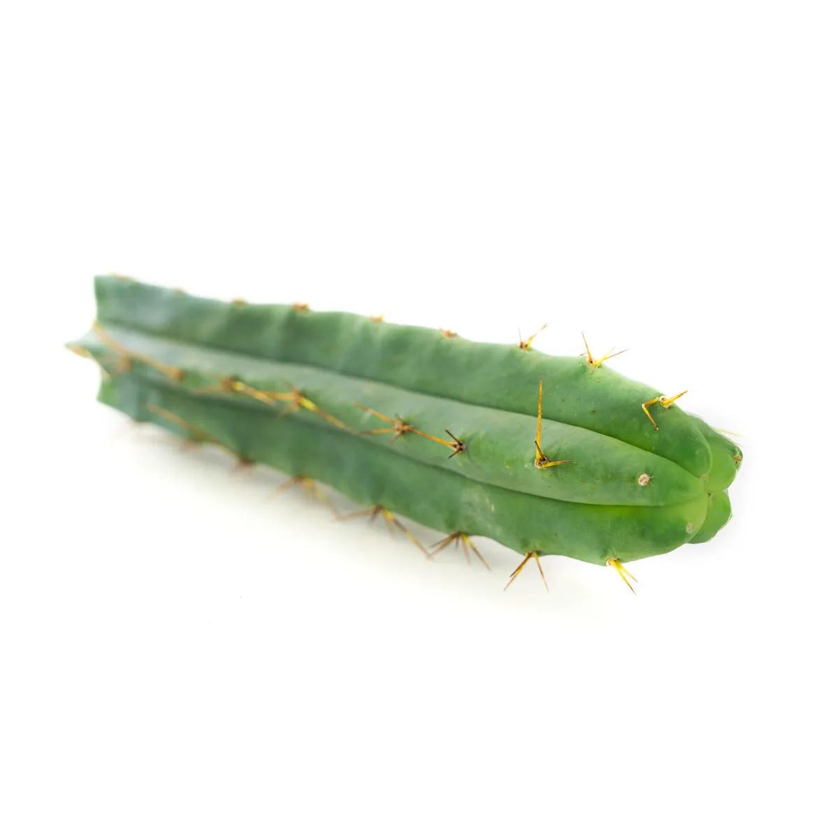 Cactus Torche bolivienne