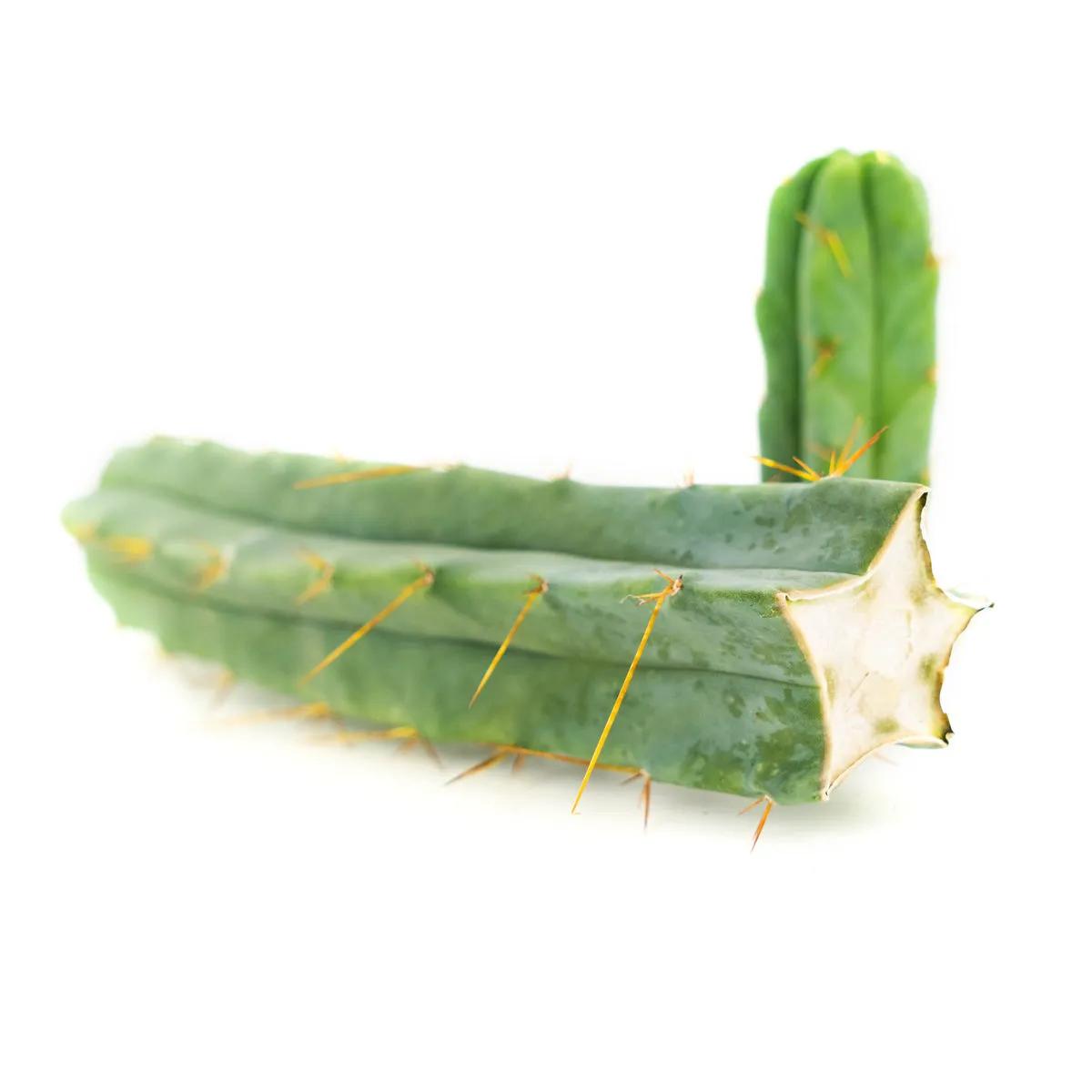 Cactus Torche bolivienne
