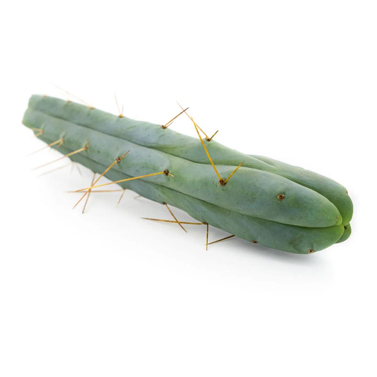 Cactus des Quatre Vents