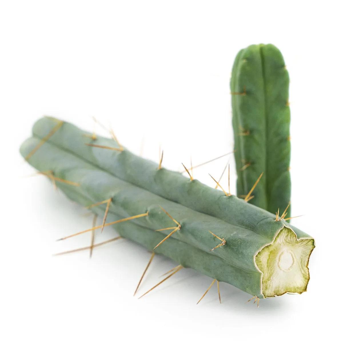 Cactus des Quatre Vents