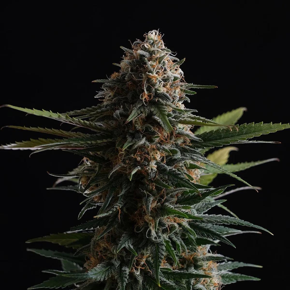 Candy Cream Go Fast