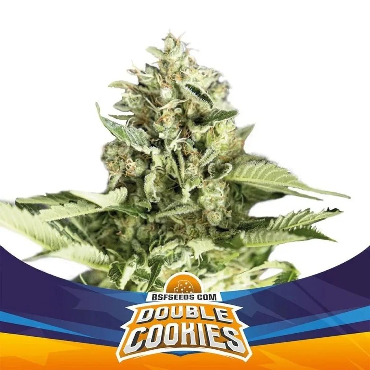 Double Cookies
