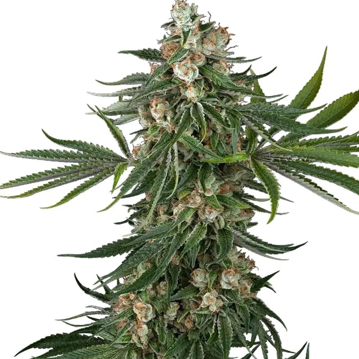 Fallout OG