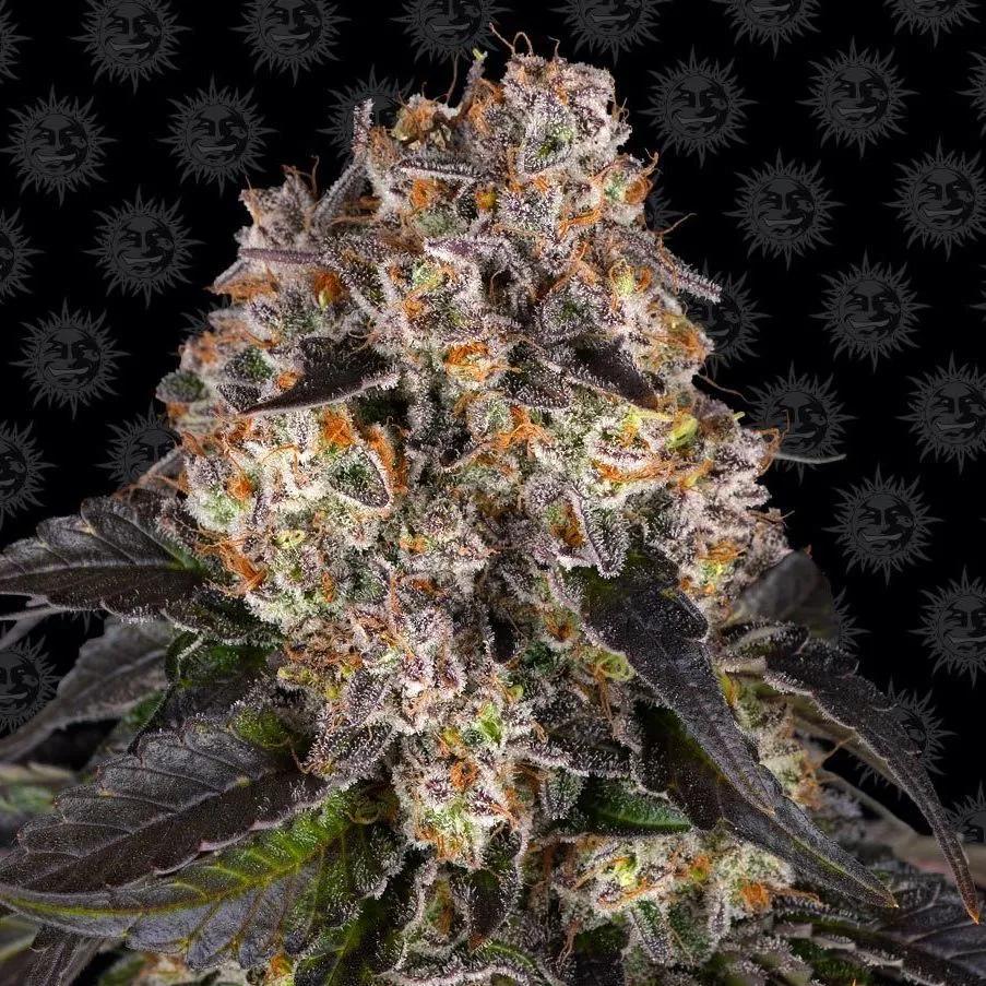 Girl Scout Cookies