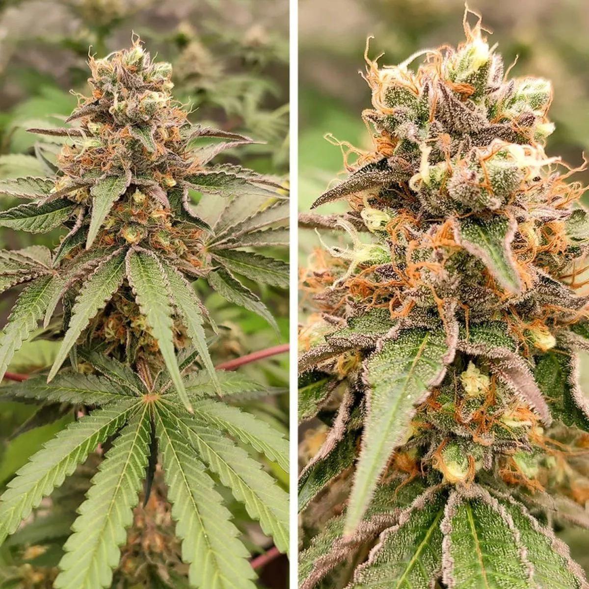 GMO Fast