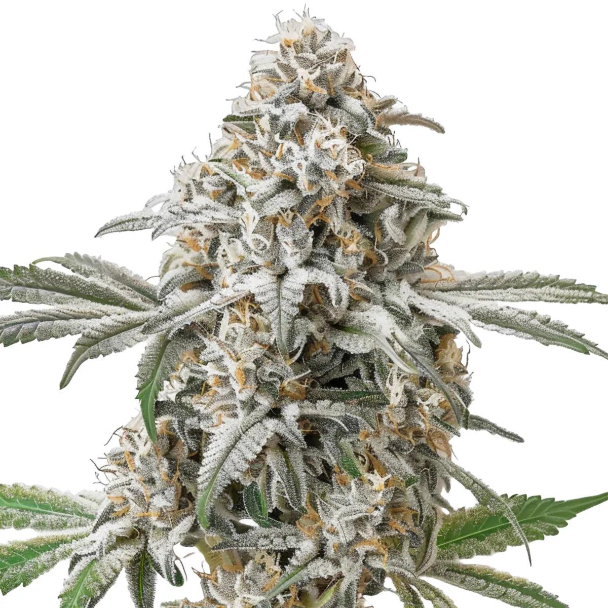 Green Crack Auto