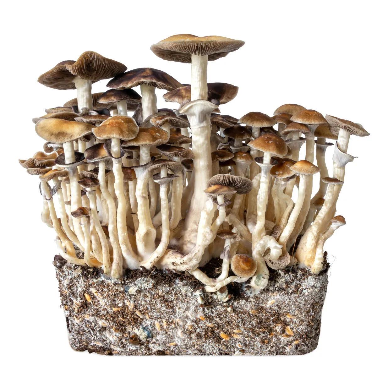 Seringue de culture liquide Hawaii (Acid Shroomz)