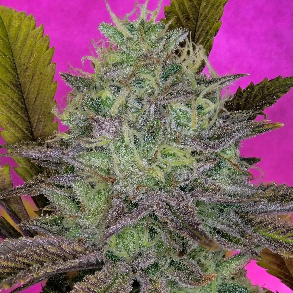 King's Banner