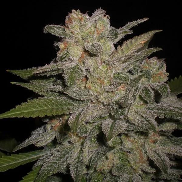 Northern Lights Auto