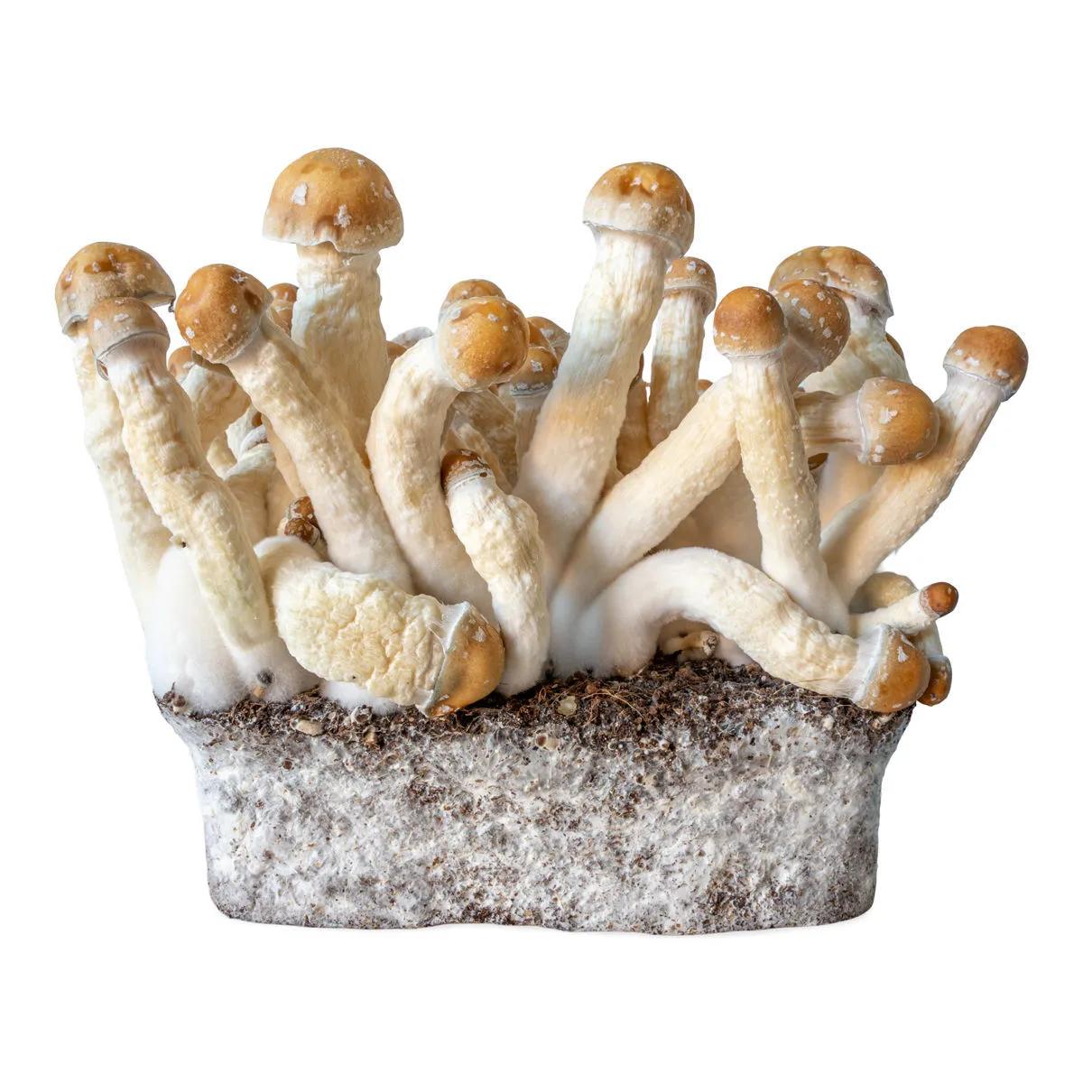 Seringue de culture liquide Penis Envy (Acid Shroomz)